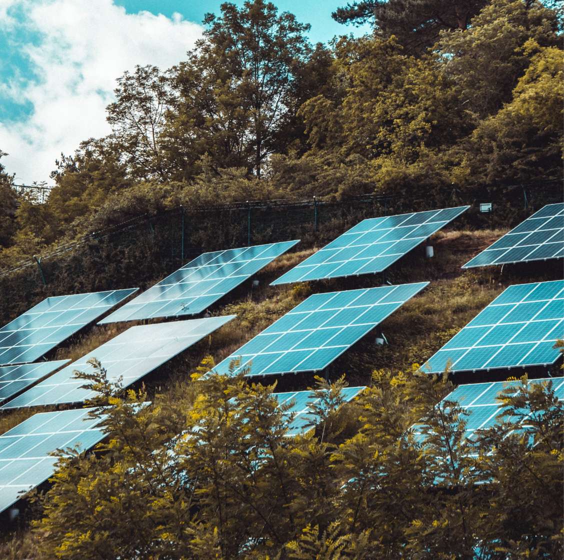 solar panels on a hill between shrubbery