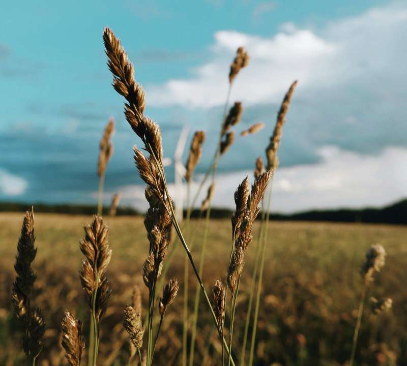 close up of wheat against a teal blue sky