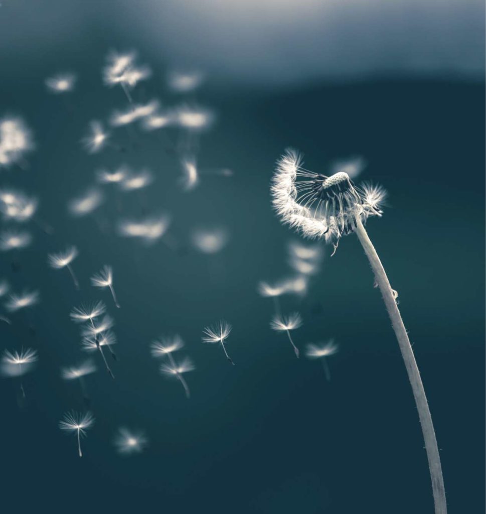 dandelion