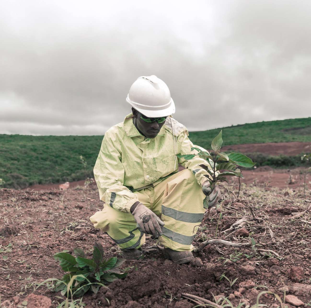 man in high vis planting a seedling